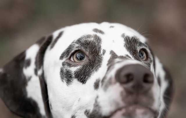 Decomposing the 63% — 63% Spot AI Portraits; 11-Second Cheek