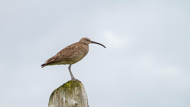 bird curlew nature wildlife iceland bird bird bird bird bird curlew curlew curlew curlew