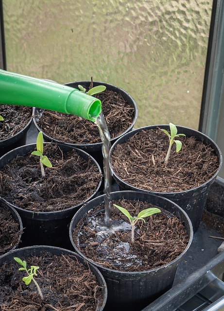 young plants tomatoes cultivate prefer nature germinate seedlings sowing grow seeds plant sprout growth seedling spring add