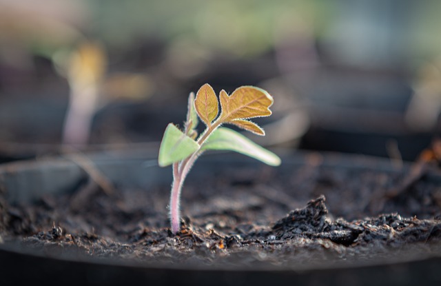 seedling tomato cultivate young plants prefer germinate sowing grow seeds plant sprout nature spring planting soil bio garden