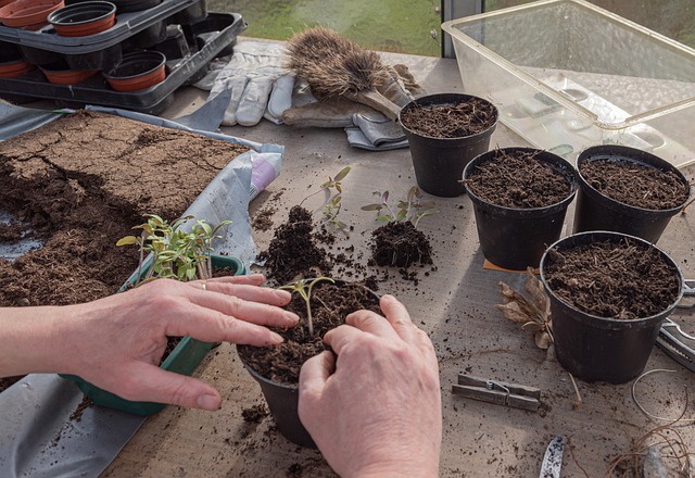young plants tomatoes nature cultivate prefer germinate seedlings sowing grow seeds plant sprout growth seedling spring trans