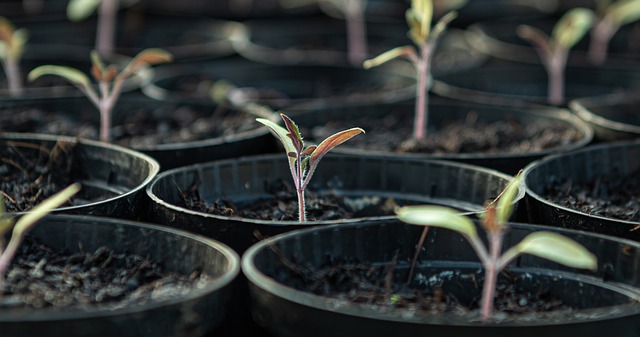 seedlings tomatoes cultivate young plants nature prefer germinate sowing grow seeds plant sprout spring planting soil bio gar
