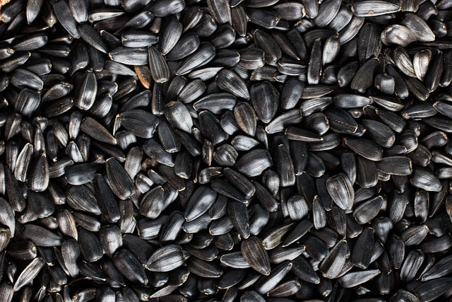 seeds sunflower black click a lot of