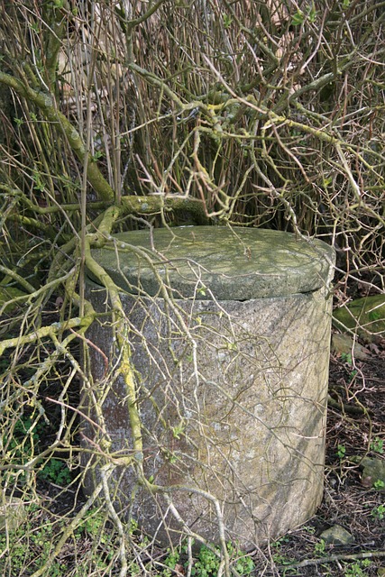 well old overgrown abandoned above ground branches covered cement water supply old house