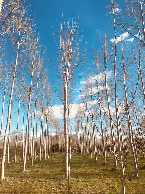 trees sync order aligned shapes align alignment herb organized nature blue green trunk sheets aligned aligned aligned align