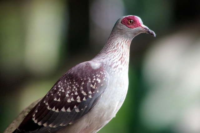 rock pigeon nature perch wild bird domestic adaptive outdoor animal rock pigeon