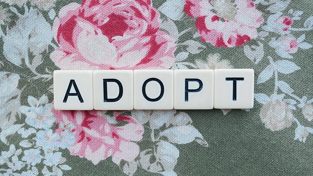 What the Adoption Data Hides — Adoption Beats Perfect Tokens