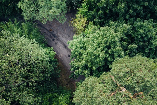 trees with drone in advance view from above forest drone nature landscape air, photo 2