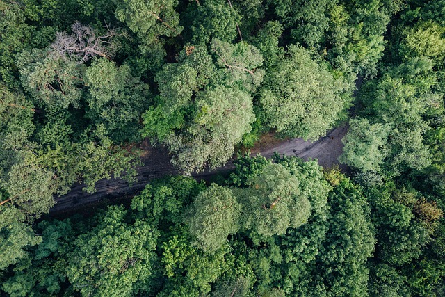trees with drone in advance view from above forest drone nature landscape air
