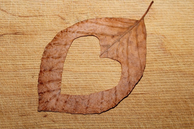 heart cut out nature leaf valentine s day sign love leaky brown