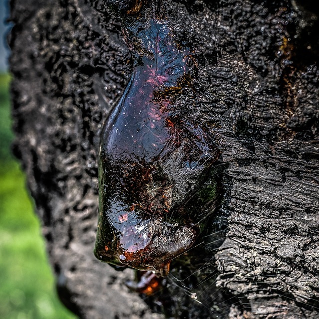 tree resin resin amber close up resin leakage tree bark