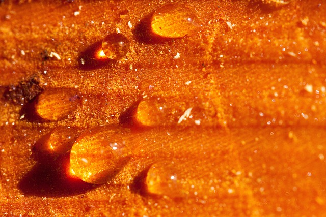 resin tree resin tree pruning spring cut living resin coating deciduous tree wound resin discharge resin leakage close up wood tr