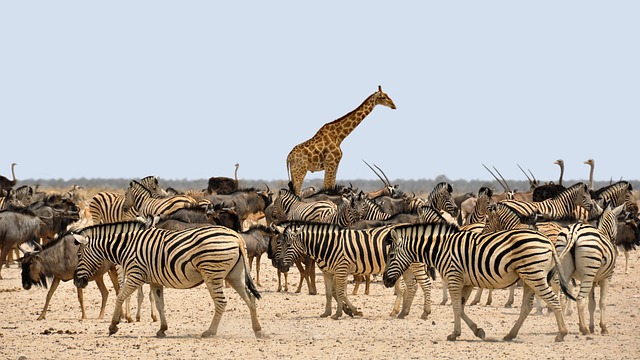 zebra giraffe africa namibia nature national park animals wildlife safari zebra zebra zebra zebra giraffe giraffe giraffe gi