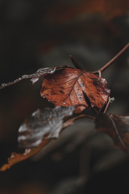 autumn leaves fall sheet nature