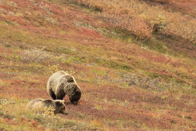 bears mother cub grizzly alaska field species fauna wildlife alaska alaska alaska alaska alaska