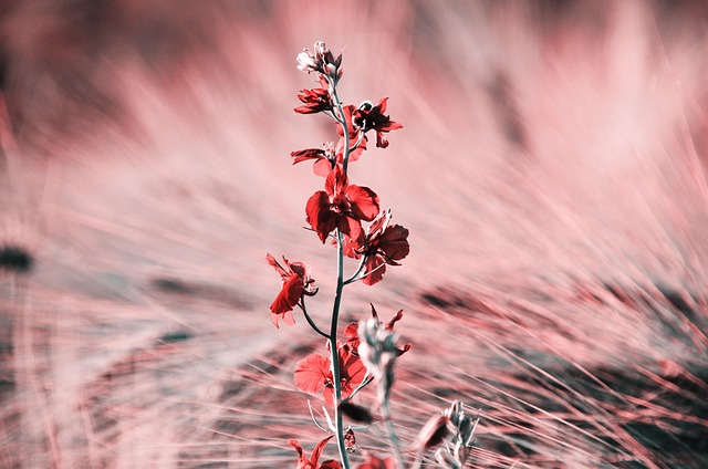 flower alone crow s feet flower wallpaper fantasy mood blooms at nature flower background plant flowers summer garden meadow b