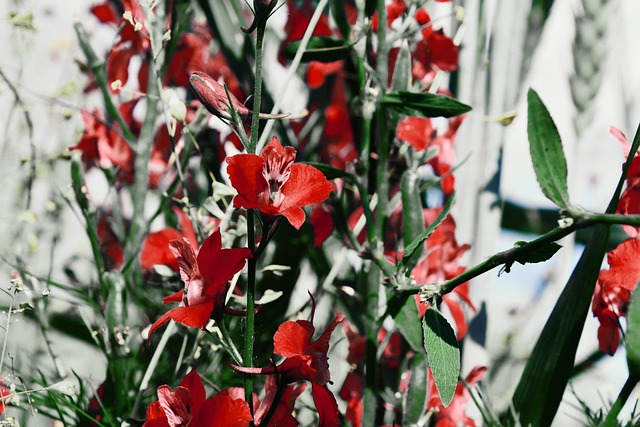 crow s feet fantasy flower background flower mood blooms at beautiful flowers nature plant flowers summer garden meadow barley