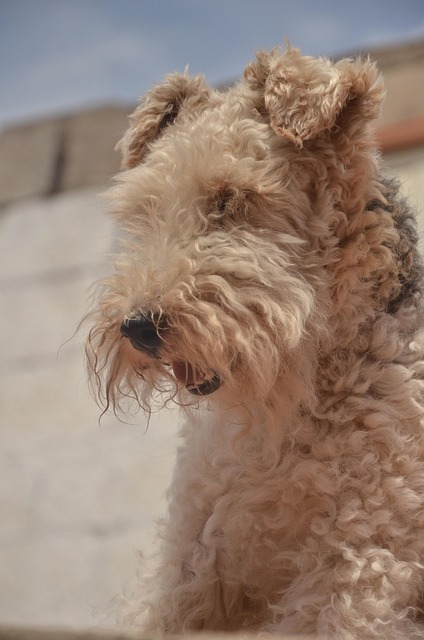 airedale terrier fidelity animals nature dogs
