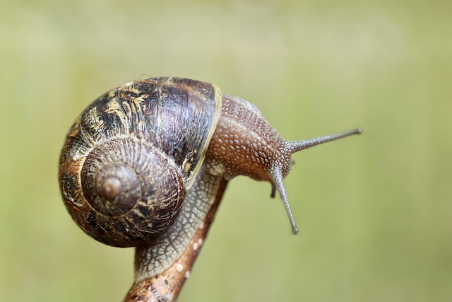 snail shell invertebrate sensor spiral creeping animal animal nature snail snail snail snail snail