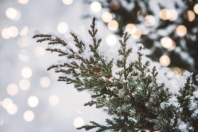 What the Rate Calendar Hides — Big Cedar Winter 2026