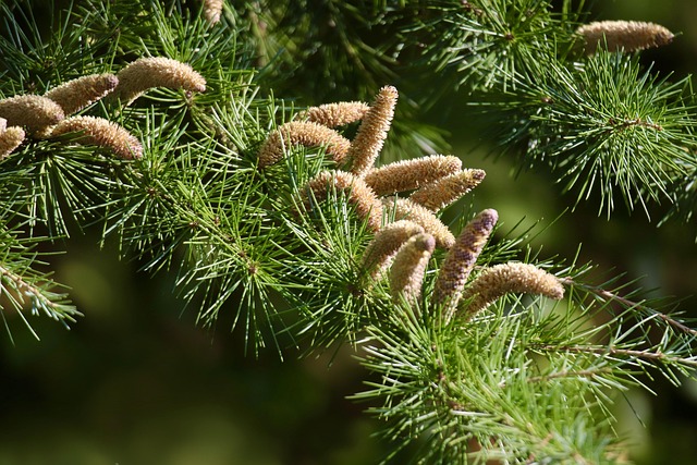 The  Break-Even — Big Cedar Winter 2026