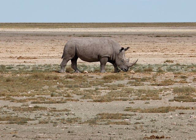 rhinoceros savannah etosha namibia desert big five wildlife mammal natural environment mammal horn african wilderness natural da