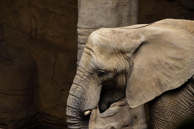 animal elephant zoo mammal species fauna nature wildlife