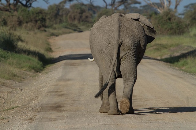 african bush elephant elephant animal mammal proboscidea wild animal wildlife fauna wilderness nature big five national park saf