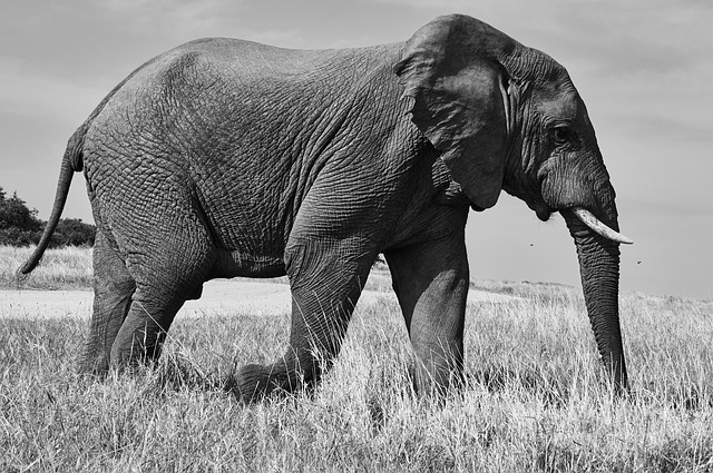 elephant animal mammal african elephant wild trunk pachyderm large animal large mammal africa nature safari animal world wildli