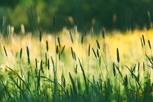 wildflowers flower wallpaper meadow grasses flower meadow field evening sun flower background flower nature bloom beautiful flowe