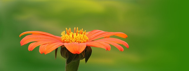 nature plant summer flower bright flower background orange flower wallpaper orange flowers blossom bloom beautiful beautiful flo