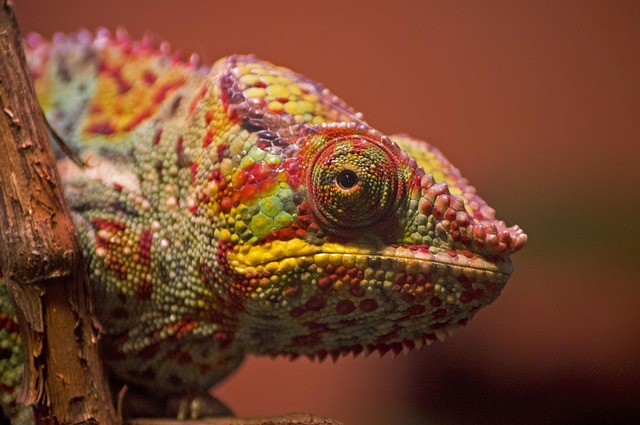 chameleon color bright lizard reptile tropical chameleon chameleon chameleon chameleon chameleon lizard lizard lizard
