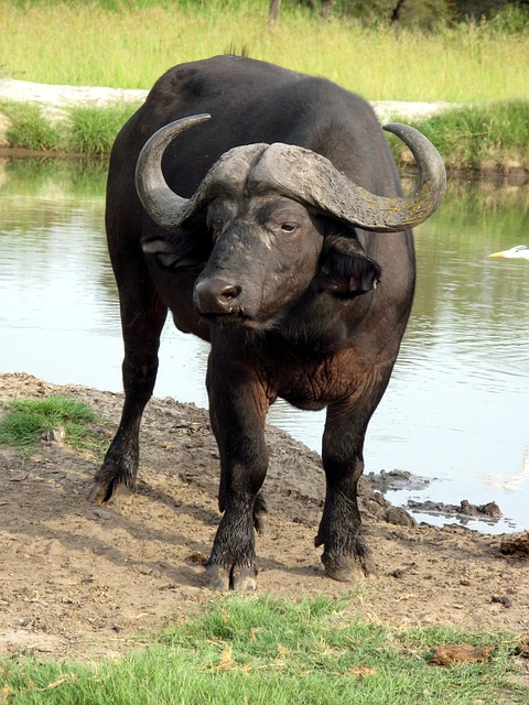 water buffalo nature africa animal buffalo wilderness