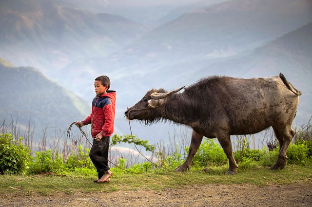 boy buffalo herder ha giang vietnam kid child nature childhood water buffalo animal rural