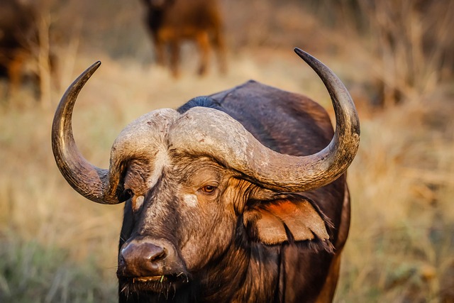 african buffalo animal wildlife cape buffalo mammal bull bovine nature horns head closeup portrait