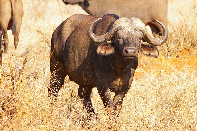 buffalo africa safari national park african buffalo buffalo buffalo buffalo buffalo buffalo african buffalo