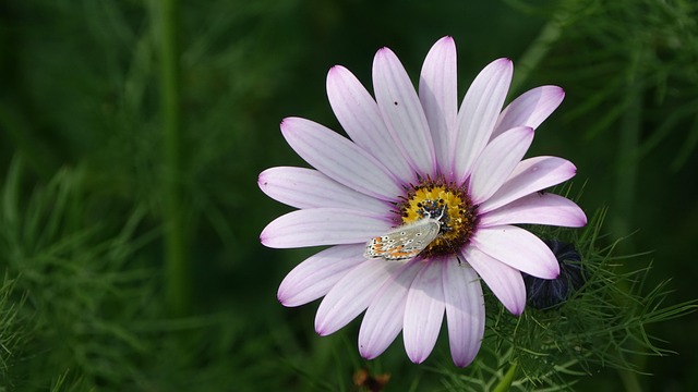 flowers campaign nature petals
