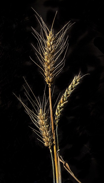 wheat grain stalks harvest plant top awns straw agriculture close up nature contrast low key
