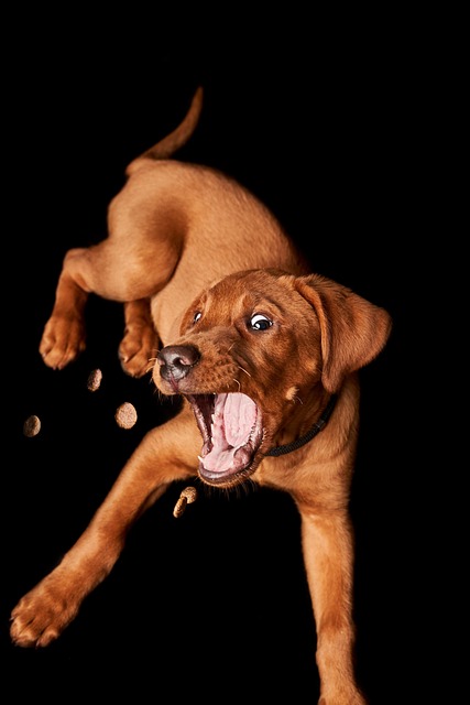dog puppy catch treat domestic animal animal cute small adorable nature labrador mammal lie portrait pet young