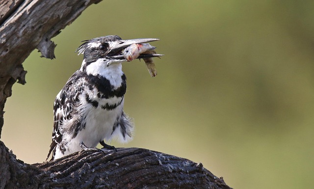 pied kingfisher fish catch bird branch perched animal wildlife feathers plumage beak prey nature closeup fish fish fish fis