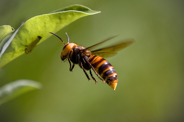 asian giant hornet hornet insect flying catch prey hornet hornet hornet hornet hornet flying
