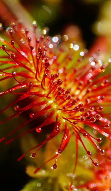 sundew glands villi tentacles catch leaves round leaved sundew drosera rotundifolia sky jam the lord god spoon heaven spoon herb sp