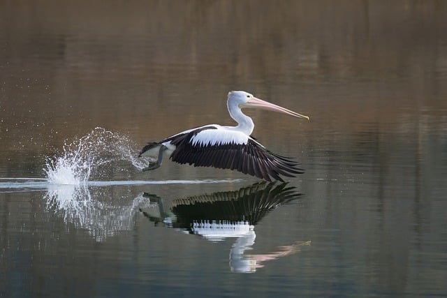 australian pelican pelican bird waterbird wildlife wild nature lake water river bill flight flying wings australia take off