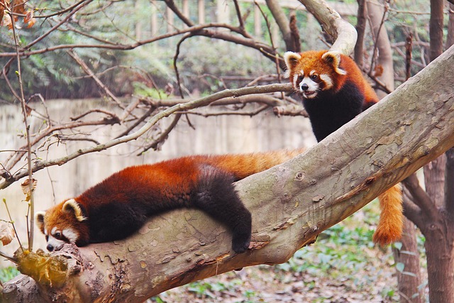 loveable red pandas sichuan black and white adorable national animal panda research base animal bear lovable cute chengdu china