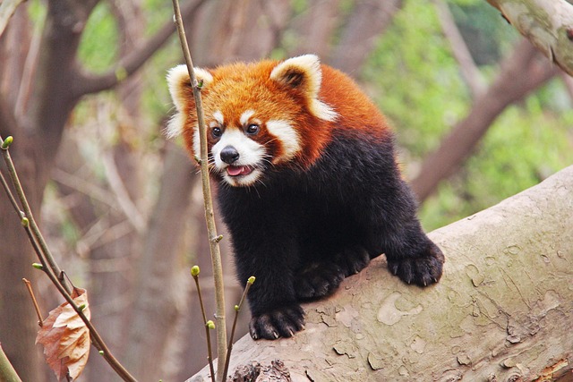 loveable red pandas sichuan black and white adorable national animal panda research base animal bear lovable cute chengdu china