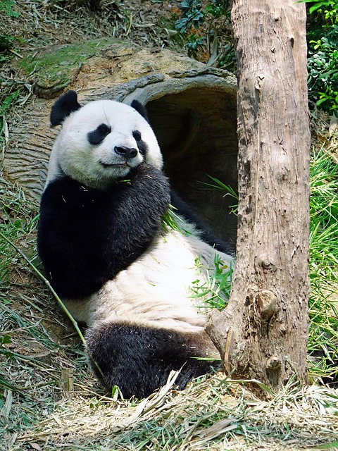 panda endangered rare protected bamboo national treasure zoo wildlife conservation jia jia branch nature panda panda panda pa