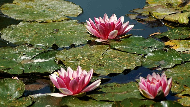 water lilies nature pink pond claude monet giverny claude monet claude monet claude monet claude monet claude monet giverny give