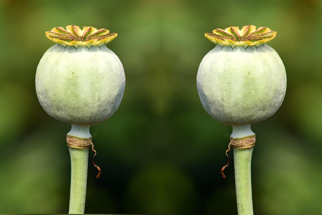 Centered Dry Voice Wins Until a Moving Alternative — Cloned Voice Stereo Effects