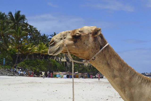 beach nature mombasa east africa collin