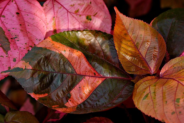acalypha wilkensia flora nature leaves copper leaves